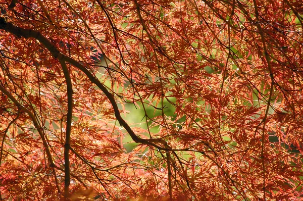 Japanese maple at fall — Stock Photo, Image
