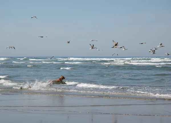 Un perro persiguiendo gaviotas en la playa —  Fotos de Stock