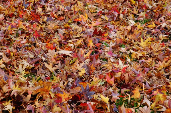 Осенняя листва — стоковое фото