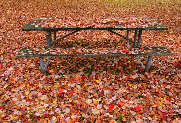 Осенний камуфляж — стоковое фото
