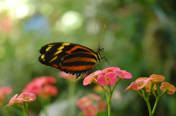 Ismenius 蝶の花に — ストック写真