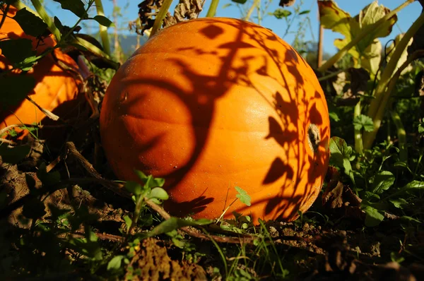 Pumpkin with shadows — Stock Photo, Image