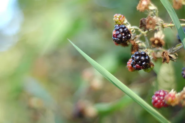 Blackberries above the grass leaf — Stock Photo, Image