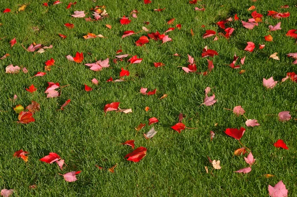 Red leaves on green — Stock Photo, Image