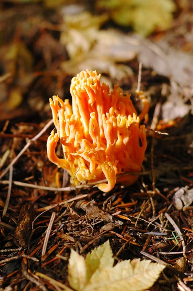 Coral mushroom — Stock Photo, Image