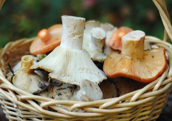 Stock image Basket of wild mushrooms