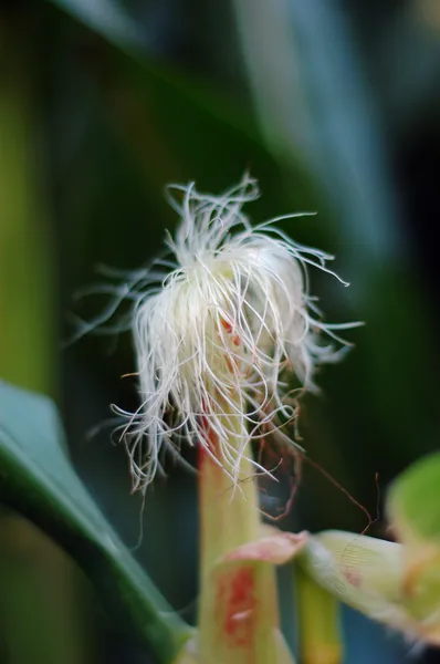 Corn silk — Stock Photo, Image