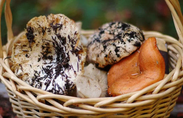 Korb mit wilden Pilzen — Stockfoto