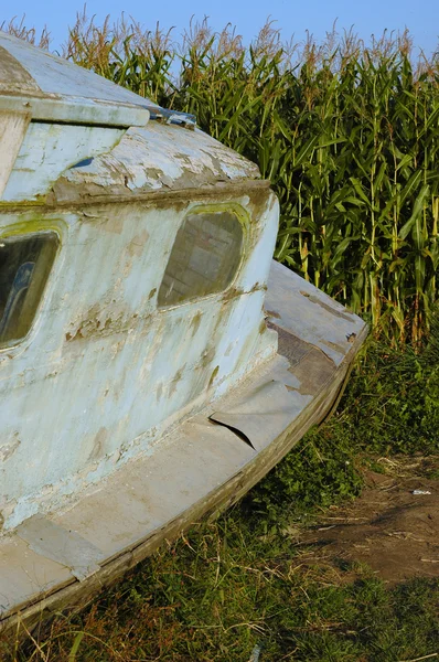 Velho barco em um milheiral — Fotografia de Stock