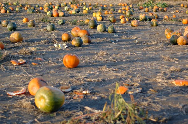 Pumpkin patch — Stock Fotó