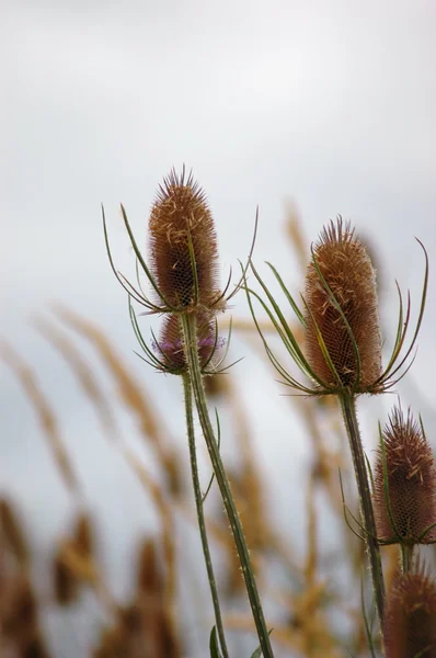 stock image Wild teasel