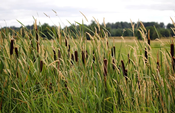 stock image Cattails and reed canary grass