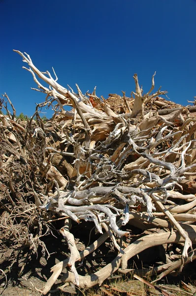 stock image Drift wood