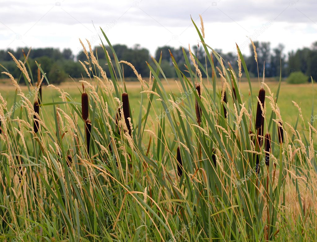 Cattails and reed canary grass