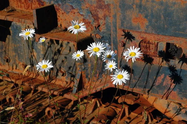 多年生植物雏菊和锈蚀的轨道 — 图库照片