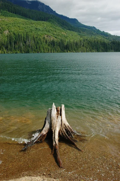 Stump in the water — Stock Photo, Image