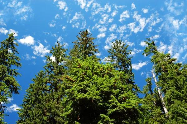 Vivid sky and cedar trees from below. — Stock Photo, Image