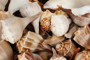 Lightning whelk shells clipart