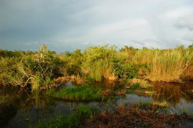 Everglades National park clipart