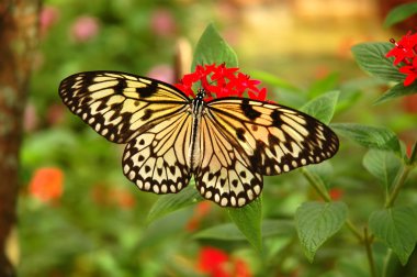 Tree nymph butterfly on a red flower clipart