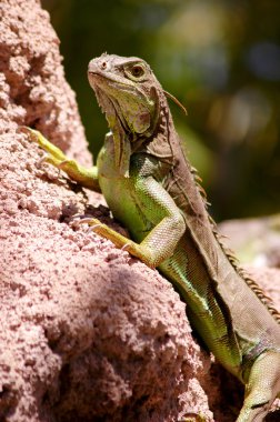 Iguana clipart