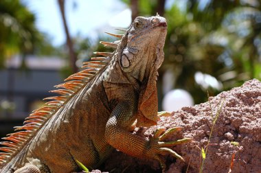 Iguana