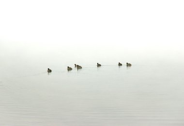 Coots in tge fog clipart