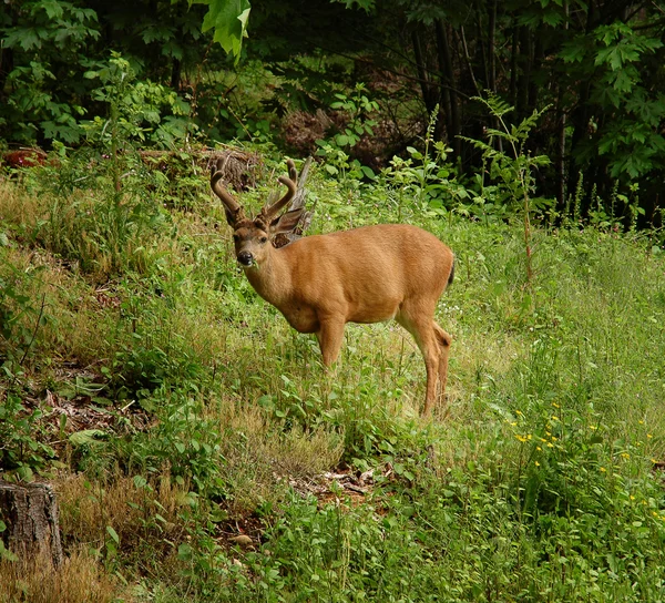 Jovem macho cervo de cauda preta — Fotografia de Stock