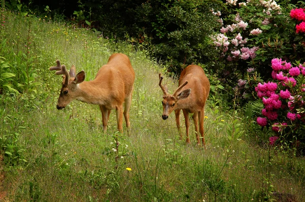Two black-tailed deer on grass — Stock Photo, Image