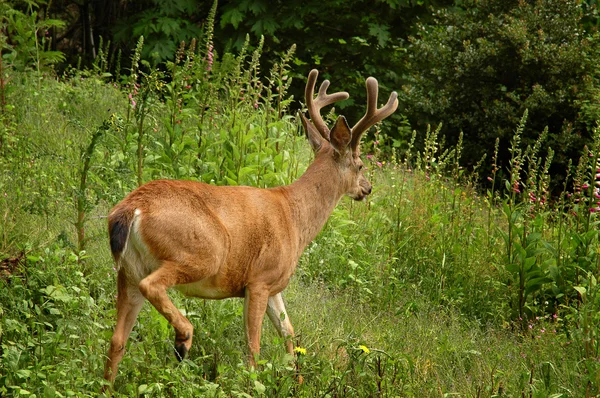 Young deer leaving meadow — Stock Photo, Image