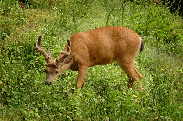 Buck jovem em pasto verde — Fotografia de Stock