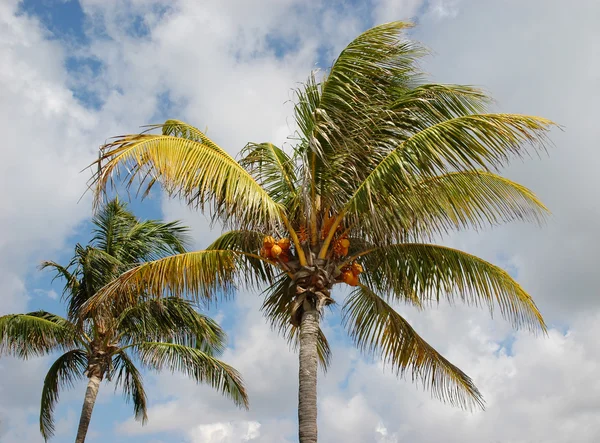 Dva kokosové palmy — Stock fotografie