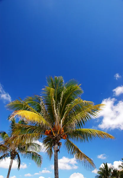 Palma da cocco (Cocos nucifera ) — Foto Stock