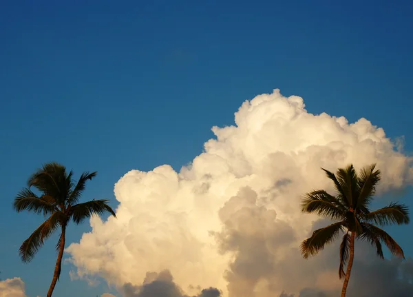Cloud between palm trees — Stock Photo, Image