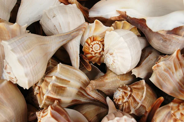 Lightning whelk shells — Stock Photo, Image