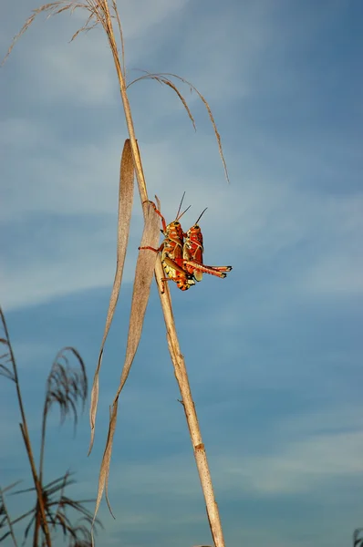 Páření velikonoční kompasové kobylky — Stock fotografie