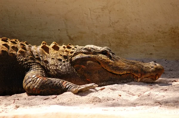 Расслабляющий аллигатор — стоковое фото