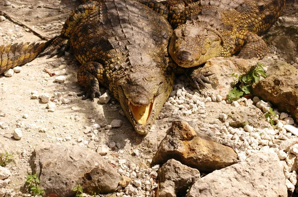 Krokodýli — Stock fotografie