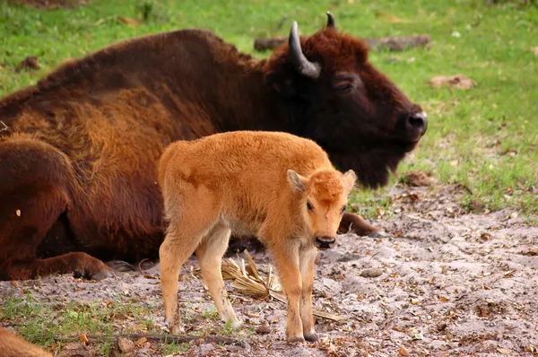 Ternero de bisonte — Foto de Stock