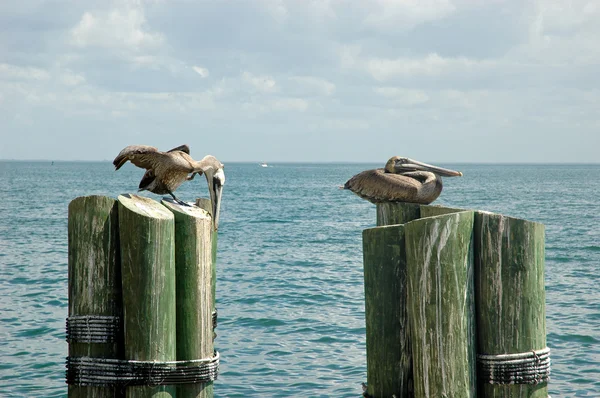Pelicans on mooring poles — Stock Photo, Image
