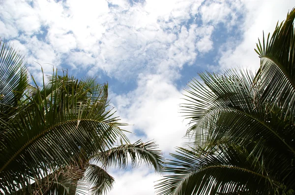 Palmiers et ciel — Photo