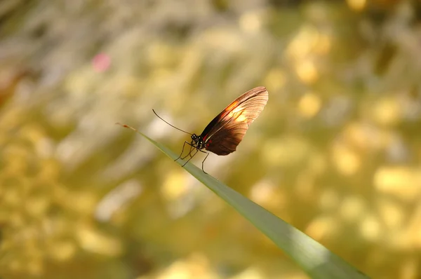 Motyl heliconius Melpomeny plesseni — Zdjęcie stockowe