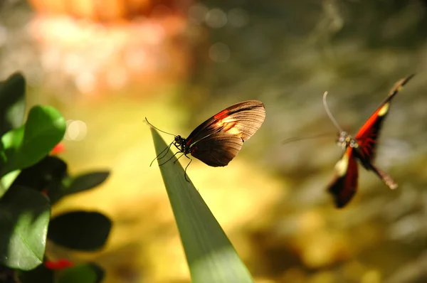 Schmetterling heliconius melpomene plesseni — Stockfoto