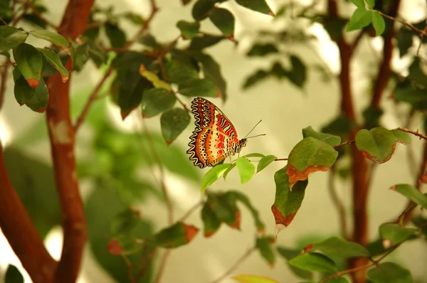 Lacewing butterfly on a tree — Stock Photo, Image