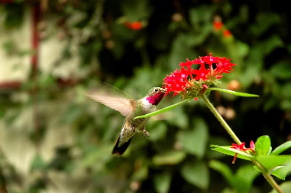 Широкохвостый колибри — стоковое фото