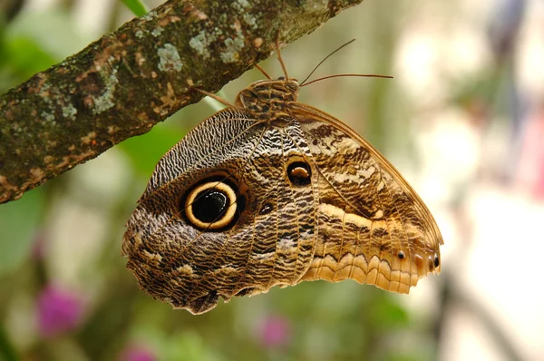 Бабочка-сова сидит на дереве — стоковое фото