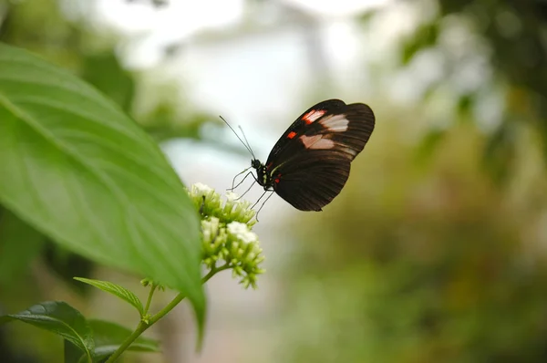 Motyl heliconius Melpomeny plesseni — Zdjęcie stockowe
