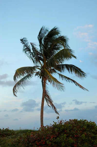 Sunset with palms — Stock Photo, Image