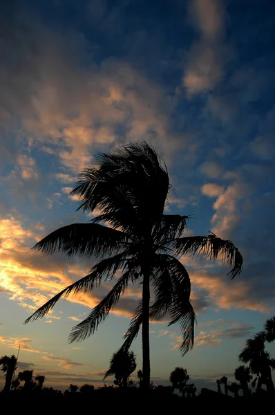 Západ slunce s palmami — Stock fotografie