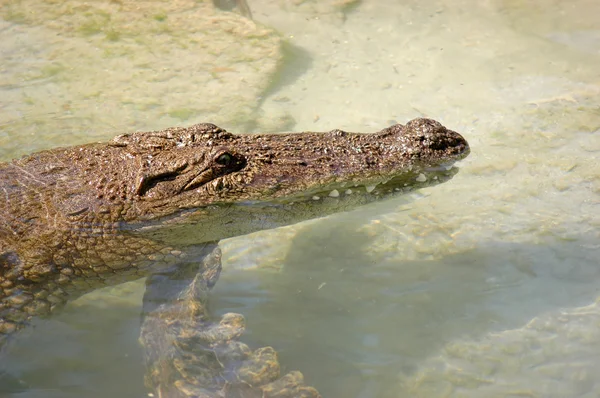 Крокодил голова — стокове фото